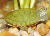 Tortuga de Florida
